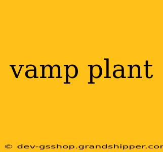 vamp plant